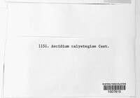 Aecidium calystegiae image